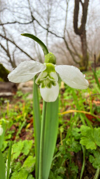 Close-up of snowdrop flowers with rain droplets in nature.