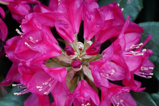 Close Up View of Pink Rhododendron Flower