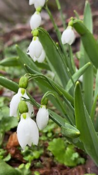 Group of snowdrop flowers (Galanthus) after a spring rain.