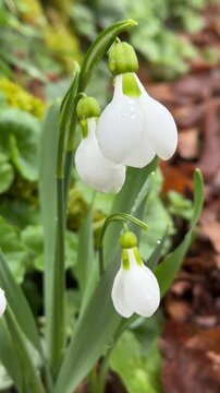 Wet snowdrops and green foliage close-up in nature.