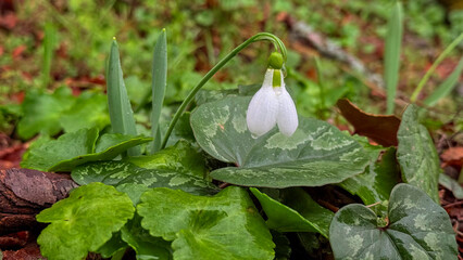 Seasonal spring awakening: wild snowdrops in damp soil.