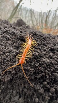 Red centipede crawling on dark soil, macro shot.