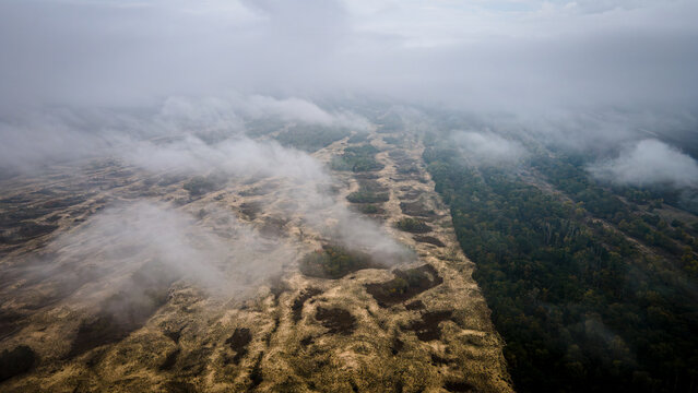 fog over the forest