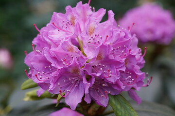 Obraz premium Pink Rhododendron Flower Bloom Close Up