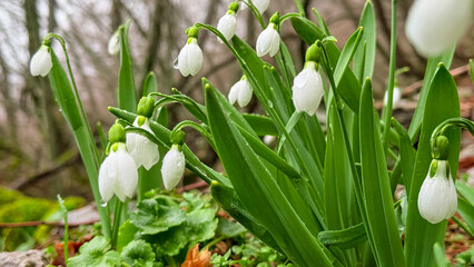 Field of Galanthus nivalis blooming in natural light.