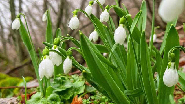 Field of Galanthus nivalis blooming in natural light.