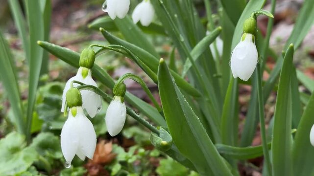 Field of Galanthus nivalis blooming in natural light.