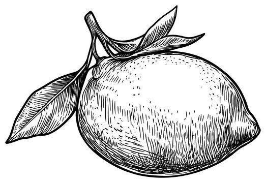 PNG Lemon art drawing sketch.