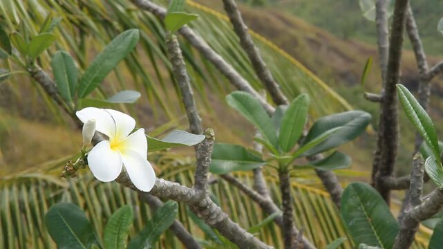 Flower, Guam, Mariana Islands, Micronesia, Western Pacific