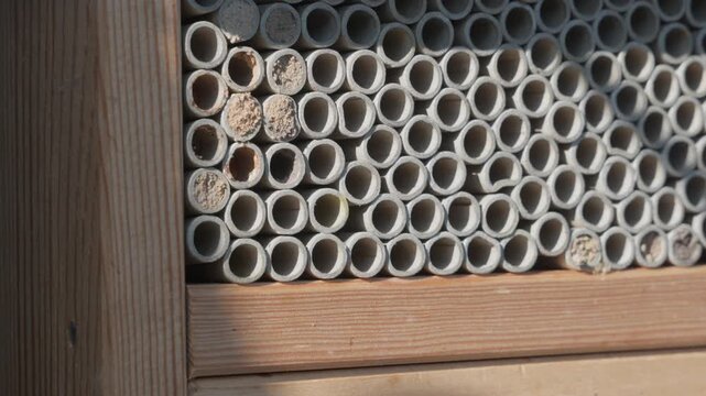 Close-Up of a Solitary Bee Flying to its Nest in a Wooden Insect Hotel
