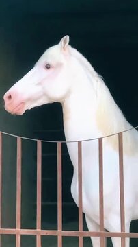 Pure White Nukra Horse with Pink Skin and Unique Curved Ears