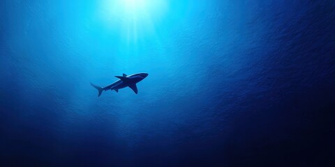 Naklejka premium Minimalist underwater shot of a shark swimming in the deep blue abyss