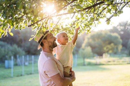 Portrait of little boy and father picking apples from apple tree.