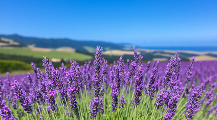 Fototapeta premium Blooming purple lavender field with rolling hills and ocean in the background. Summer agricultural landscape