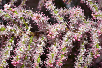 Obraz premium The beautiful flowers of Tamarix parviflora in full bloom in spring.