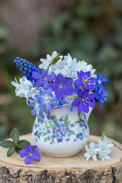 Blumenstrau&szlig; in Blau mit Kleinem Immergr&uuml;n (Vinca minor), Leberbl&uuml;mchen (Hepatica nobilis), Blaustern (Scilla), Traubenhyazinthe (Muscari) in Porzellan-Vase
