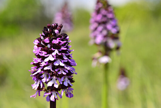 A wild orchid of the species Orchis purpurea in a meadow with a blurred background.