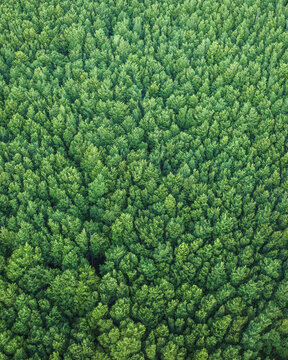 Aerial view of the dense green forest canopy and lush treetops on the slopes of Mount Terminio in Sala, Campania, Italy.