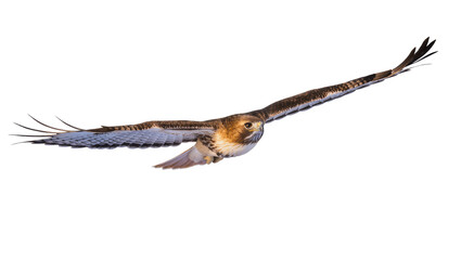 Fototapeta premium Brown and white hawk with outstretched wings in flight, isolated on transparent background for nature