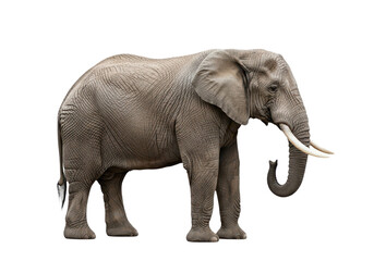 Obraz premium A majestic african elephant standing in profile, isolated on transparent background