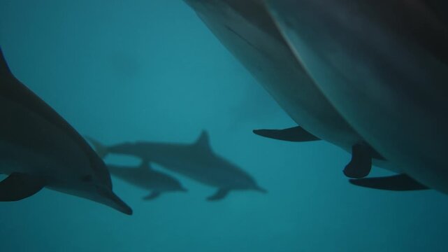 Closeup of friendly bottlenose. Wildlife nature. Common Dolphins playing in the blue water of Red sea. Underwater shot of wild dolphin taking breath. Aquatic marine animals in their natural habitat.