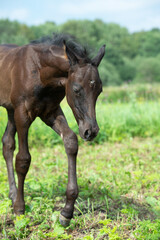 Naklejka premium close up portrait of beautiful black foal of sportive breed walking in field freely. sunny day