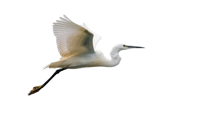 White egret in flight wings spread, isolated on transparent background
