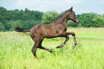 Naklejka premium beautiful black foal of sportive breed running speedly in field at sunny summer day