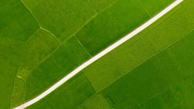 Aerial top-down view of lush green paddy fields in Haor, Bangladesh, A stunning drone shot showcasing the vibrant green rice fields of the Haor region in Bangladesh, featuring a narrow white dirt path
