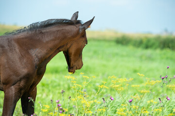 Naklejka premium vibrant portrait of beautiful black foal of sportive breed grazing in field at sunny summer day