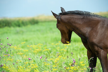 Naklejka premium vibrant portrait of beautiful black foal of sportive breed grazing in field at sunny summer day