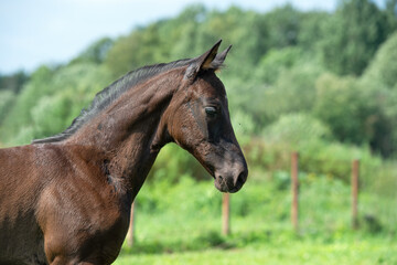 Naklejka premium close up portrait of beautiful black foal of sportive breed running in field. sunny day