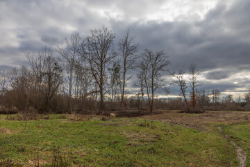 Fototapeta premium Spring meadow and trees in Moravska Nova Ves