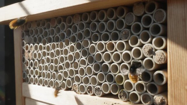 Mason Bees Flying Around a Wooden Insect Hotel in Bright Summer Sunlight