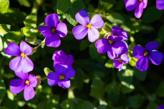 aubri&egrave;tes fleuries