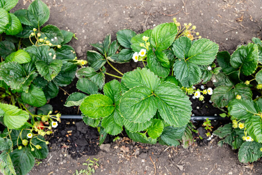 Growing strawberries with drip watering. Strawberry plants with green leaves and small white flowers are growing in a garden, irrigation tubing running along the soil in the background