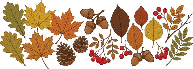 Autumn Leaves and Forest Elements Set with Oak, Maple, Acorns, Pine Cones, and Red Berries in Warm Fall Colors for Seasonal Nature Design © tofajjol studio