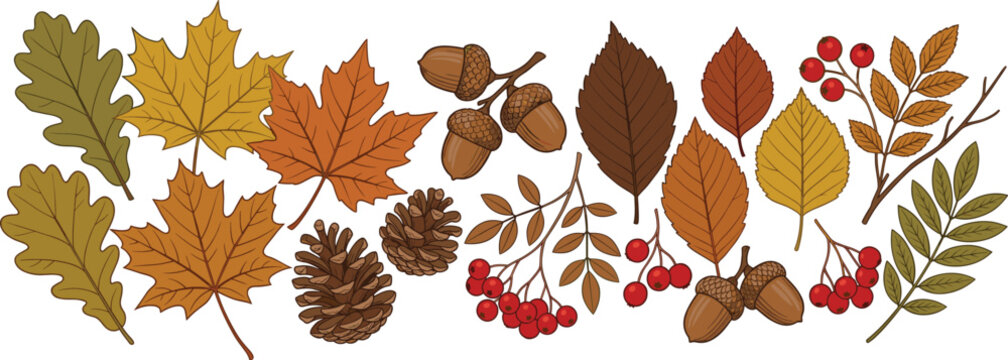 Autumn Leaves and Forest Elements Set with Oak, Maple, Acorns, Pine Cones, and Red Berries in Warm Fall Colors for Seasonal Nature Design