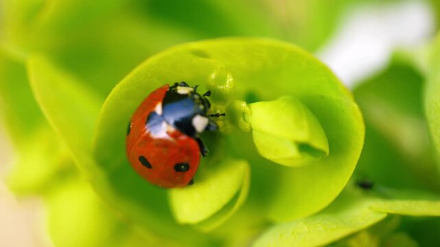 Ladybird resting in Spring warm sunshine leaves 