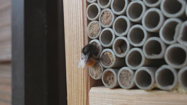 Close-Up of a Mason Bee Sealing its Nest within a Wooden Insect Hotel