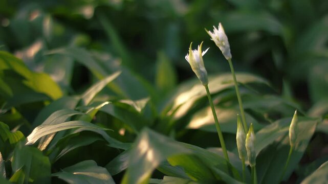 Wild garlic white flowers in Spring warm sunshine