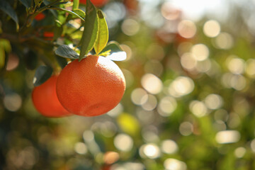mandarin fruit on mandarin tree
