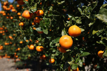 mandarin fruit on mandarin tree
