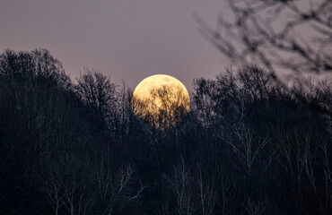 Full moon rising behind dark forest silhouettes at twilight. Moody night landscape with large yellow moon and bare tree branches. Mysterious atmosphere in the evening sky. © Kamil