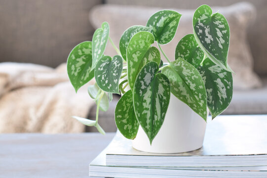 Closeup Scindapsus or Satin Silver Pothos houseplant in white pot on coffee table with defocused couch in background. Indoor living space highlighting decorative greenery and modern home decor.