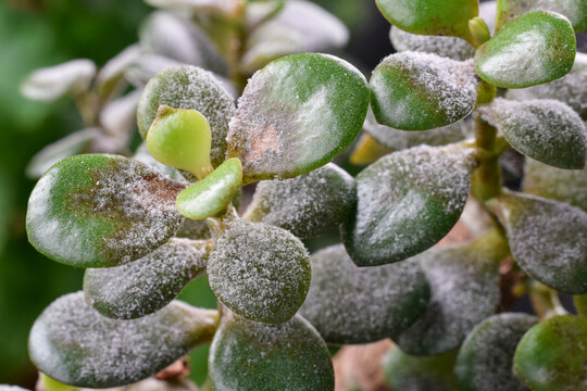 Closeup Jade plant leaves covered with layer of powdery mildew. Plant disease visible on succulent foliage highlighting infection, plant care issues, and common indoor gardening problem