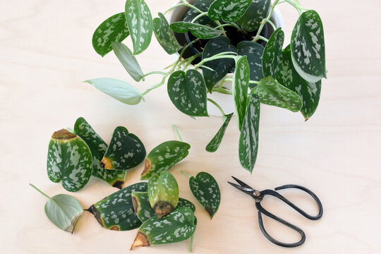 Pile of yellowed and brown leaves cut from Scindapsus or Satin Silver Pothos houseplant. Closeup view highlighting plant care, pruning, and signs of stress or aging foliage