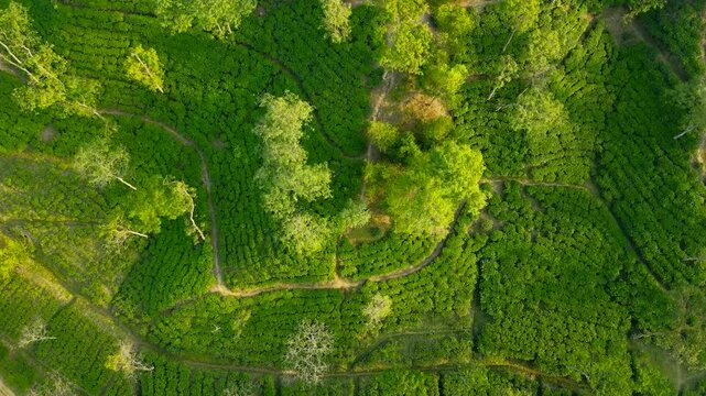 A high-angle drone shot capturing the mesmerizing patterns of a tea plantation in the Haor or hilly regions of Sylhet. The image features vibrant green tea bushes, shade trees, and narrow dirt tracks,