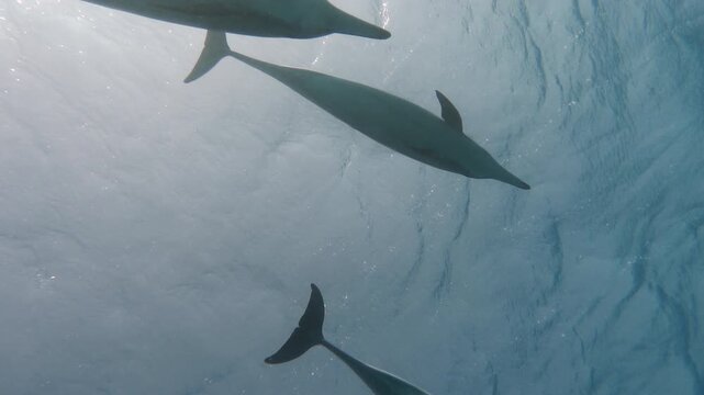 Aquatic marine animals in their natural habitat. Common Dolphins playing in the blue water of Red sea. Underwater shot of wild dolphin taking breath. Closeup of friendly bottlenose. Wildlife nature