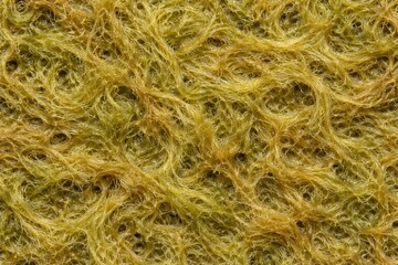 Fototapeta premium Aquatic Algae Texture Seamless Pattern. Close-up algae surface detail. Natural marine growth design. Realistic algae texture background. Detailed underwater macro close-up. Organic water pattern textu